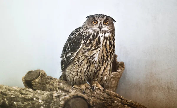 Eurasian Eagle-Owl female — Stock Photo, Image