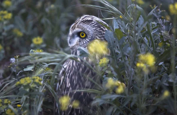 Short-eared owl between the flowers — Stock Photo, Image