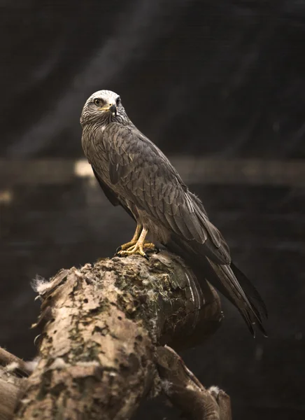 Black kite female — Stock Photo, Image