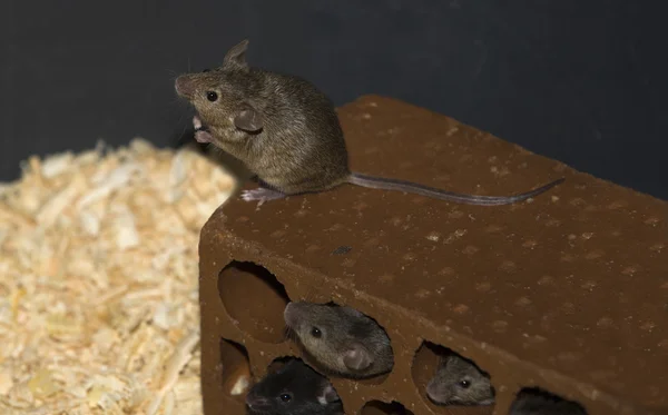 Mouse on brick — Stock Photo, Image