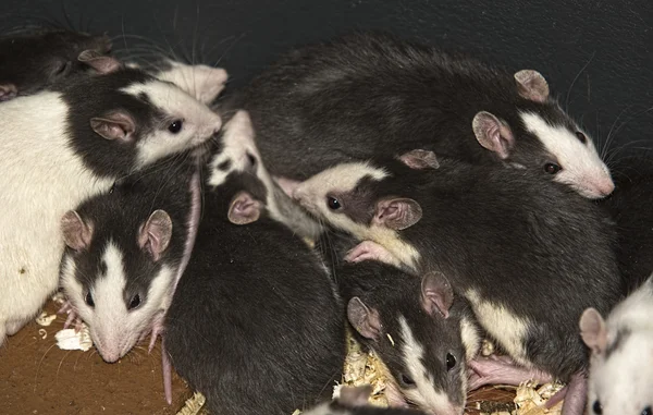 Rats breed — Stock Photo, Image