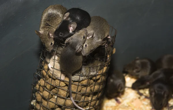 Mice breed — Stock Photo, Image