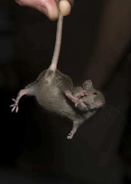 Rato segurar pela cauda — Fotografia de Stock