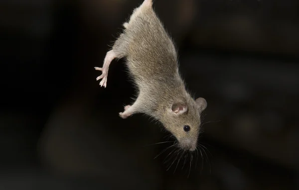 Hanging mouse — Stock Photo, Image