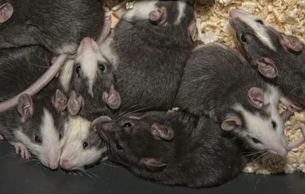 Patkányok, a madarak étkezés — Stock Fotó