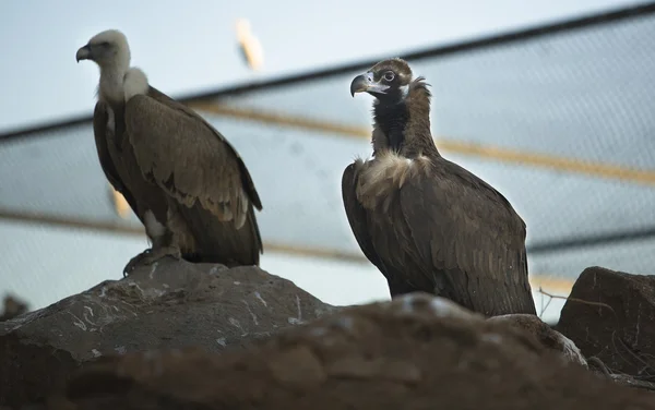 Vultures in captivity — Stock Photo, Image