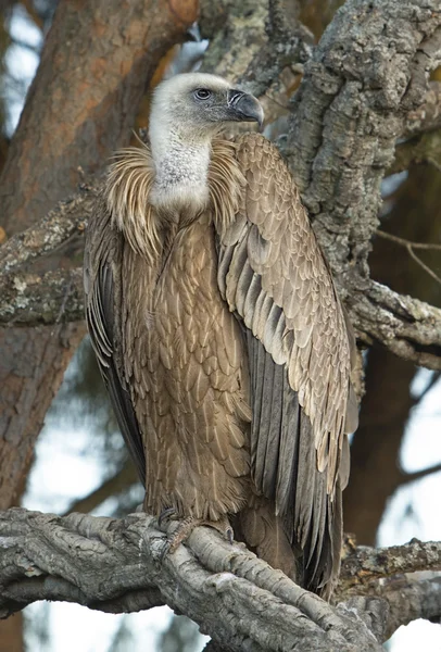 Gyps fulvus — стоковое фото