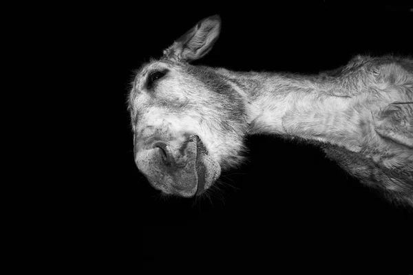 Bienvenido donkey lowangle — Stock Photo, Image
