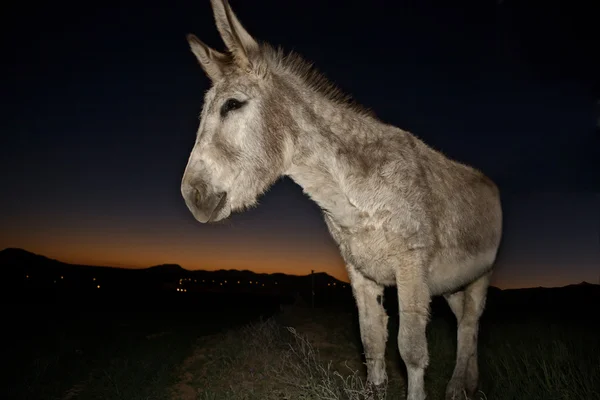 Bienvenido burro retrato — Fotografia de Stock