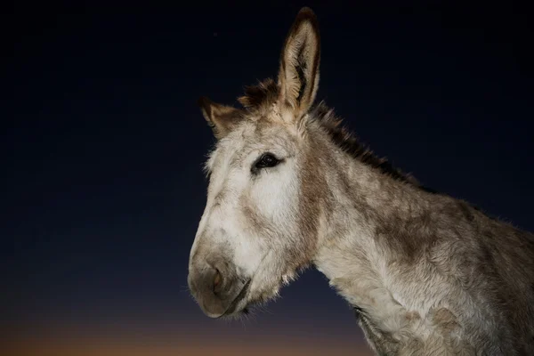 Bienvenido bunda — Fotografia de Stock