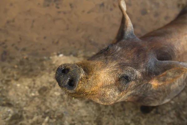 Black Iberian young pig — Stock Photo, Image