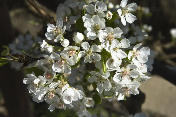 Arbre en fleurs dans le champ sur fond flou — Photo