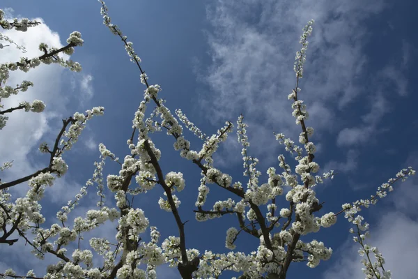 Blossoming branches over blue sky — Stock Photo, Image