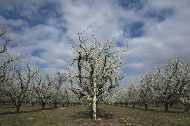 Kayısı ağaçlarının hatları