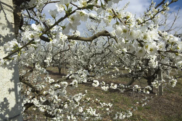 Blossoming branches — Stock Photo, Image