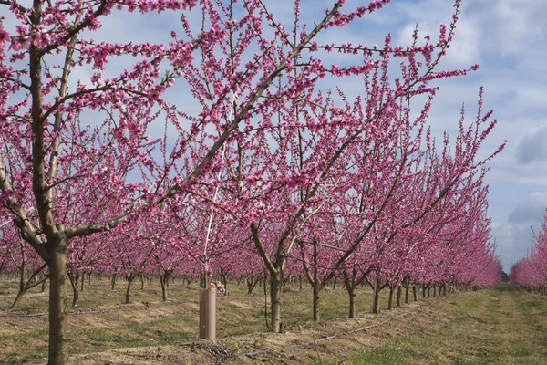 Pêche ligne d'arbre dans Bloom — Photo