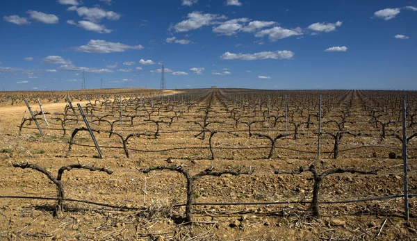 Vineyards area — Stock Photo, Image