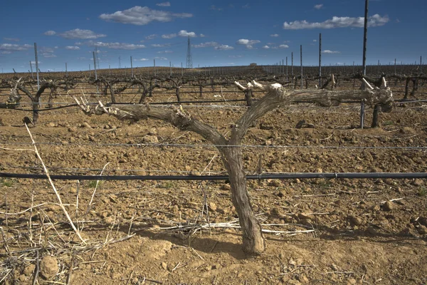 Grapevine in winter — Stock Photo, Image