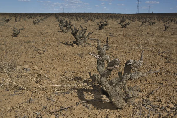 Naked Vineyards in winter season — Stock Photo, Image