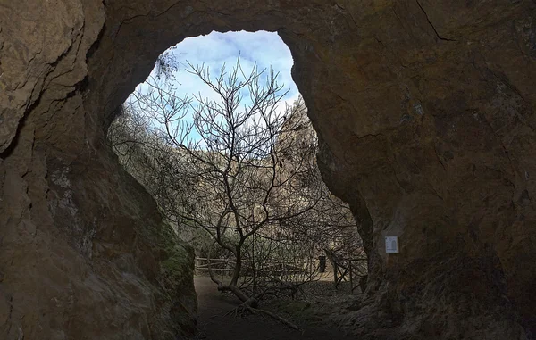 Fig tree on mine — Stock Photo, Image