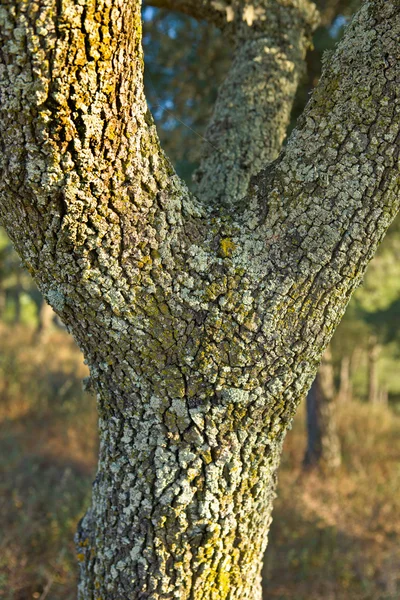 Texturas troncales — Foto de Stock