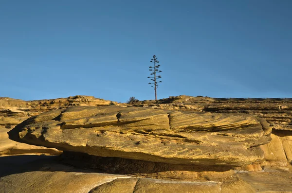 孤独なリュウゼツランの植物 — ストック写真