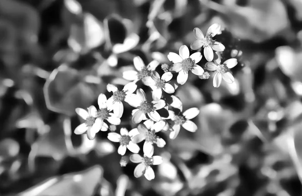 Conjunto de flores abstratas — Fotografia de Stock