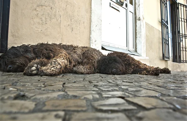 Dwa psy dowodne spoczywa na ulicy — Zdjęcie stockowe