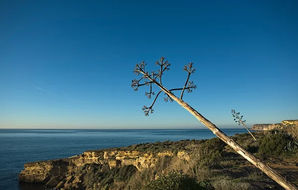 Agave au-dessus de la côte vicentine — Photo