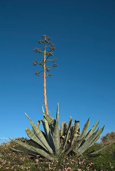 Planta de agave sobre la costa vicentina —  Fotos de Stock