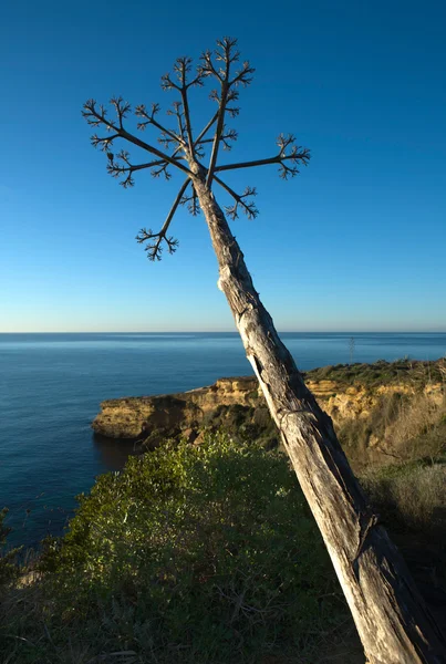 Vicentine 海岸上空的龙舌兰植物 — 图库照片
