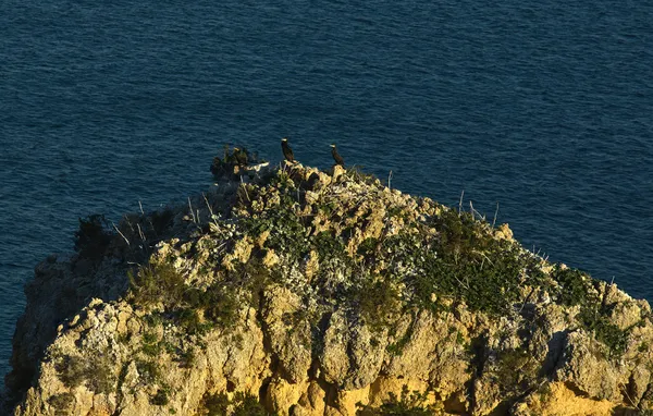 Birds On The Rock — Stock Photo, Image