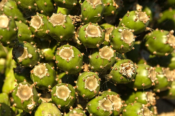 Zelený pichlavý hrušky na pádlo kaktus — Stock fotografie