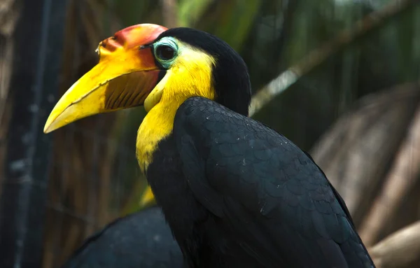 Zerknitterter Hornvogel — Stockfoto