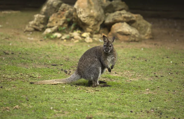 Macropus rufogriseus — стокове фото