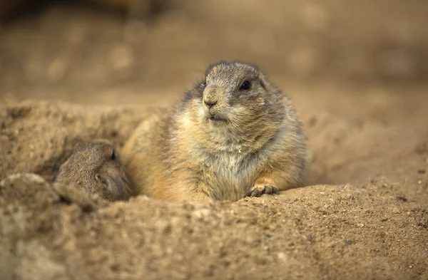 Prairie Dog on hole Stock Photo