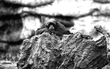 hielo de icono de rayo, aislado sobre fondo blanco