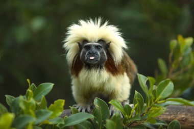 Pamuk-top tamarin tonge ile
