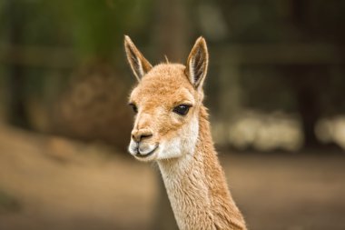 Lama kafa