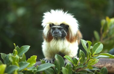 Pamuk-top pembe maymun