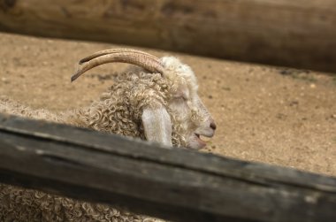Angora Keçisi ağzı açık