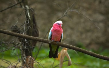 galah papağan