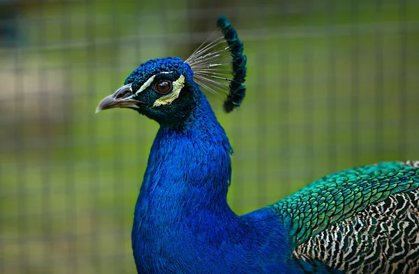 Close-up van mannelijke Indische — Stockfoto