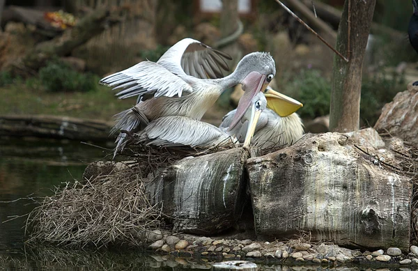 Rosa-apoiado pelicano fazendo amor — Fotografia de Stock