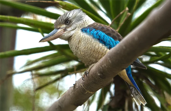 Niebieski skrzydlaty kookaburra — Zdjęcie stockowe