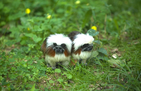 Pamuk-top tamarin Çift — Stok fotoğraf