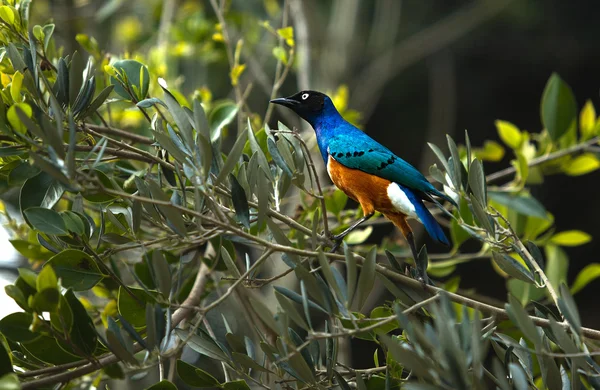 Superb Starling — Stock Photo, Image