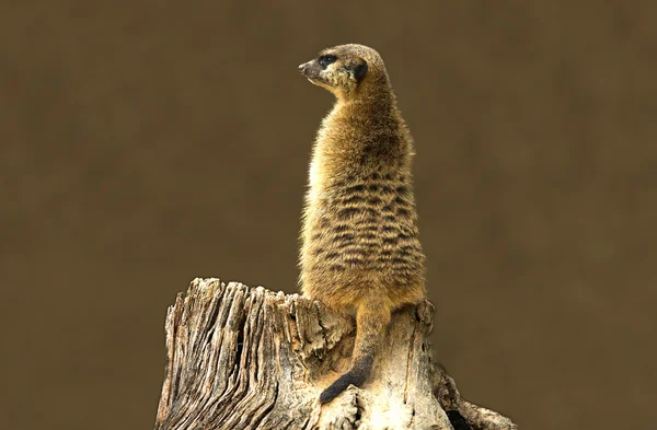 Meerkat ayakta — Stok fotoğraf