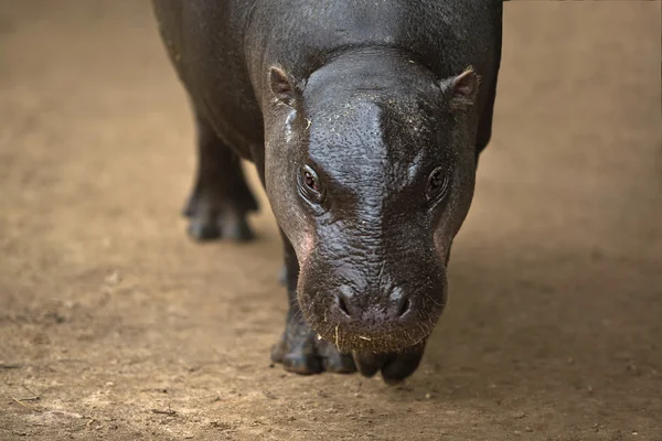 Pygmy hippopotamus — Stock Photo, Image