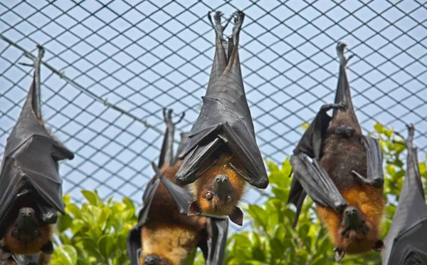 Flying-fox — Stock Photo, Image